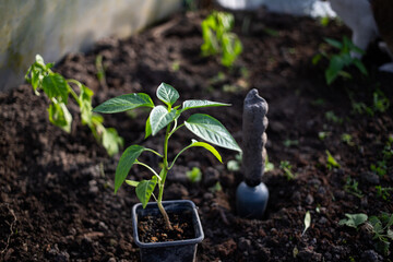 Wall Mural - green organic pepper seedlings ready for planting