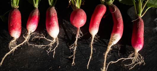 Wall Mural - organic red radishes freshly collected from garden