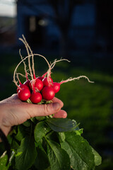 Wall Mural - organic red radishes freshly collected from garden