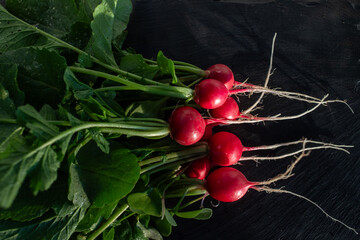 Wall Mural - organic red radishes freshly collected from garden