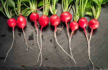 Wall Mural - organic red radishes freshly collected from garden