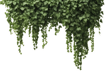 Wall Mural - Verdant Javanese Treeline Grape Ivy (Cissus spp) Jungle Vine Drapes top border isolated on transparent background