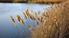 A Body Of Water With Tall Grasses Growing Along The Shore