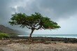 Discovering the Aromatic Frankincense Trees of Salalah, Oman - A Healing Adventure