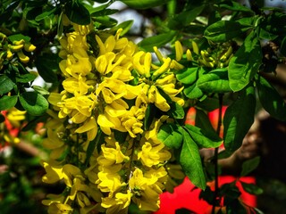 Sticker - Yellow Laburnum Tree Flowers in Spring 