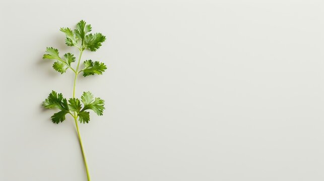 Close-up of a single coriander sprig, emphasizing its soft texture and bright green hue, isolated on a stark white backdrop