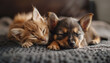 Little puppy peacefully sleeps with a red kitty friend, showcasing heartwarming cat and dog friendship. Amidst dreams, they exude comfort and camaraderie, reminding us of enduring bond between species