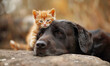 Cute pets scene: dog and cat friendship concept. Small kitty lying on the big furry labrador canine and together looking at camera. Their eyes are full of kindness and warm