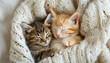 Little kitties friends peacefully sleep together in knitted sweater showcasing heartwarming friendship. Amidst dreams, they exude comfort and camaraderie.