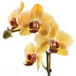 An Orchid Blooms Elegantly, Adding Beauty To Any Space, Illustrations Images