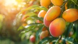 Fototapeta Abstrakcje - Sun-kissed ripe mangoes hanging on a tree, vibrant colors of nature. Fresh tropical fruit in natural setting, perfect for food and agriculture themes. AI
