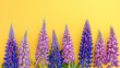 Vibrant Lupin Flower Arrangement on Yellow Background