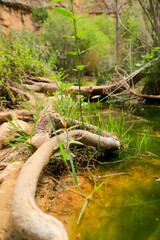 Wall Mural - Green landscapes of Chulilla, Spain, featuring water, rivers, reeds, and rocky terrains