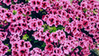 Beautiful pink geranium flowers background, nature wallpaper