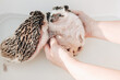 Hedgehog bathing.Two wet hedgehogs in hands .African pygmy hedgehog bathes in a blue bath. process of washing a hedgehog. 
