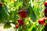 Fototapeta Panele - Closeup of green sweet cherry tree branches with ripe juicy berries in garden. Harvest time