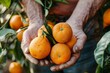 farmers hands harvesting ripe oranges celebrating organic food production and farming lifestyle closeup photography