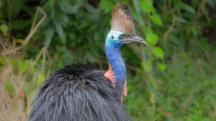 Wall Mural - close up of a southern cassowary preening its feathers on a rainy day at etty bay, nth queensland