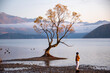 That Wanaka Tree - New Zealand