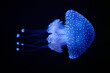 Tropical Jellyfish Phyllorhiza punctata white-spotted jellyfish aka floating bell, Australian spotted jellyfish underwater