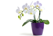 A Moth Orchid With Elegant White Blooms In A Deep Purple Pot, Highlighting Its Sophisticated Allure, Isolated On A White Background
