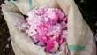 Bags with rose petals collected for organic essential rose oil obtained by steam distillation
