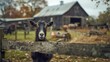 A charming black goat leans on a wooden fence, gazing curiously at the camera, with an old barn and farm equipment in the background.
