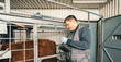 A veterinarian skillfully gives an injection to a cow, stimulating it before artificial insemination of farm animals