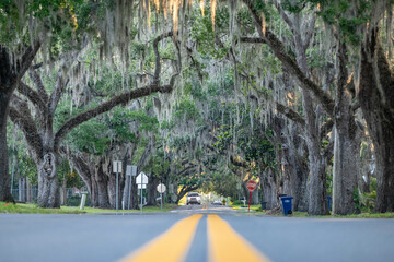 Poster - oak trees along road