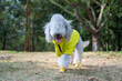 Belington Terrier dressed for a walk in the park