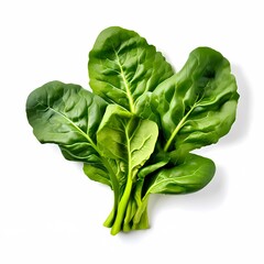 Wall Mural - Chard leaf vegetable on a white background, Ai generated