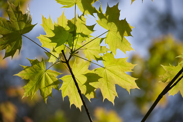 Wall Mural - Maple leaves accentuated by the light shining through