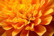 Close up of orange Marigold flower head
