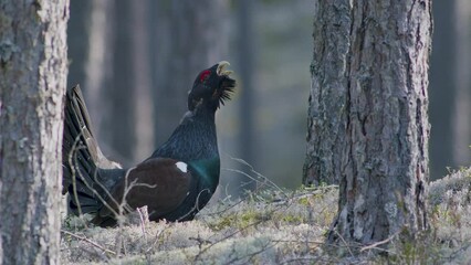 Male western capercaillie roost on lek site in lekking season close up in pine forest morning light