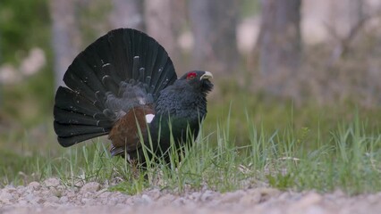Male western capercaillie roost on lek site in lekking season close up in pine forest morning light