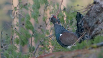 Male western capercaillie roost on lek site in lekking season close up in pine forest morning light