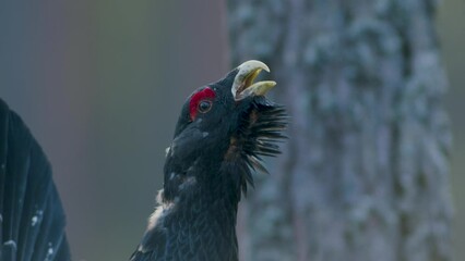 Male western capercaillie roost on lek site in lekking season close up in pine forest morning light