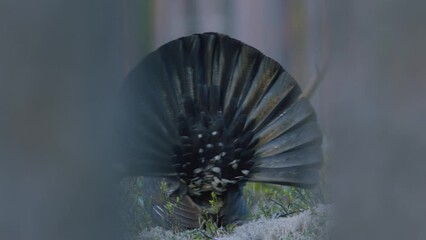 Male western capercaillie roost on lek site in lekking season close up in pine forest morning light