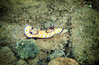 Vivid color patterns in beautiful shield slug or snail that belongs to Nudibranchia molluscs inhabiting coastal areas of the Red Sea, Sinai, Eilat, Aqaba