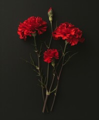 Wall Mural - Red carnations on black background