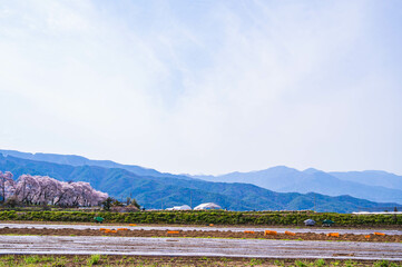 Sticker - 桜咲く頃の山形村　長いも畑