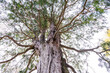見上げるヒヨクヒバの木
