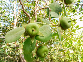 Wall Mural - Mangrove apple fruits (Sonneratia alba). Mangrove apple on the tree. Mangrove Apple or Cork tree.