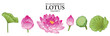 Set of isolated flower illustration in hand drawn style. Lotus in vivid pink color on transparent background. Floral elements for coloring book, packaging or fragrance design. Volume 1.