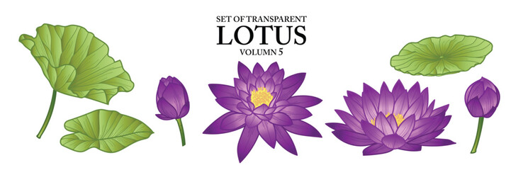 Wall Mural - Set of isolated flower illustration in hand drawn style. Lotus in vivid purple color on transparent background. Floral elements for coloring book, packaging or fragrance design. Volume 5.