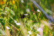 Chimney sweeper butterfly on a wildflower