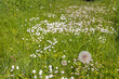Over bloomed dandelion on a meadow