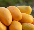 Yellow mango on a counter in a market