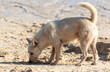 Dog on the sandy seashore