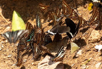 Sticker - Butterflies sit on the ground in nature